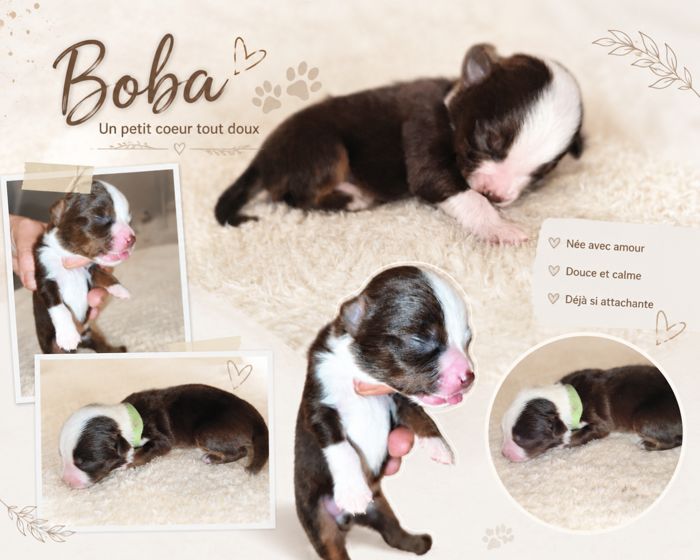 Du Prestige Mini Berger - Chiots disponibles - Berger Américain Miniature 