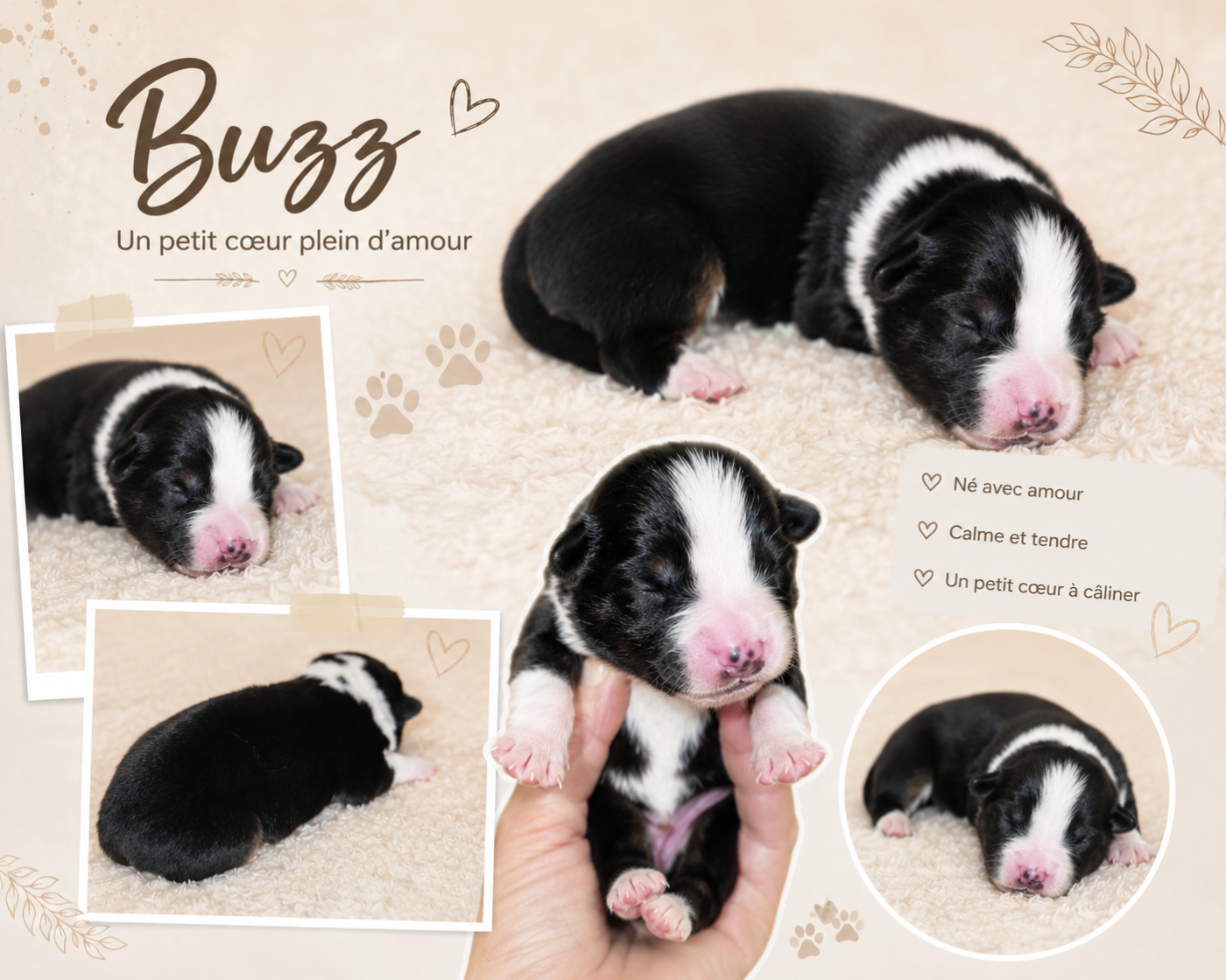 Du Prestige Mini Berger - Chiots disponibles - Berger Américain Miniature 