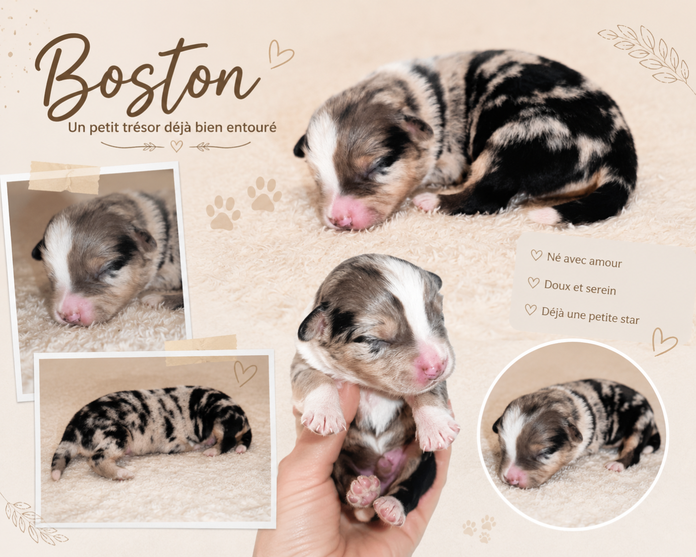Du Prestige Mini Berger - Chiots disponibles - Berger Américain Miniature 
