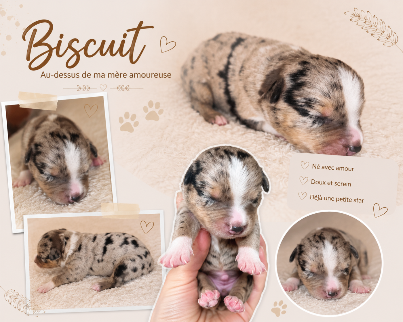 Du Prestige Mini Berger - Chiots disponibles - Berger Américain Miniature 