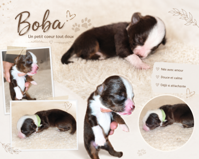 Booba DU PRESTIGE MINI BERGER