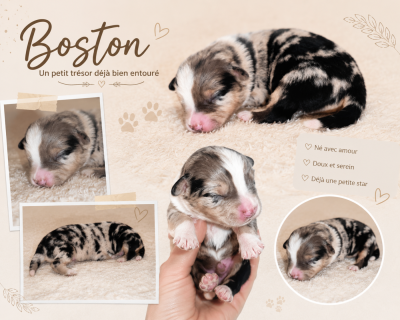 Boston DU PRESTIGE MINI BERGER