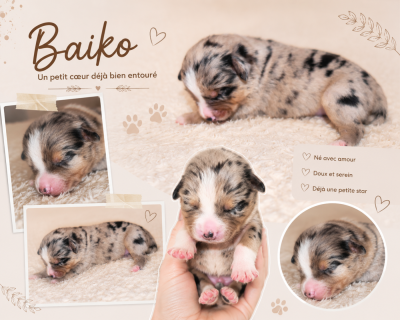 Baiko DU PRESTIGE MINI BERGER