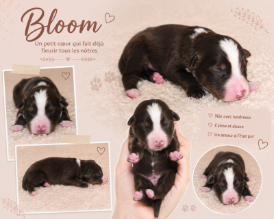 Bloom DU PRESTIGE MINI BERGER
