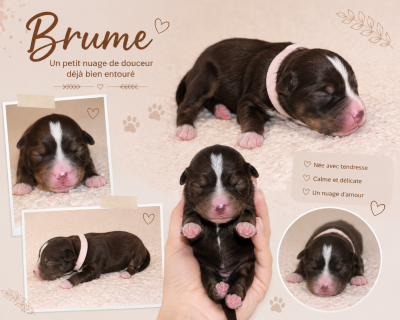 Brume DU PRESTIGE MINI BERGER
